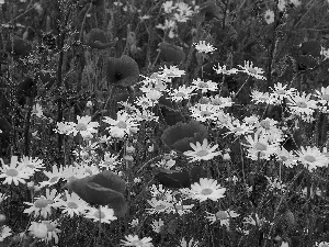 papavers, camomiles