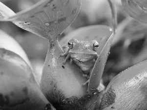 frog, Leaf, camouflage, Green