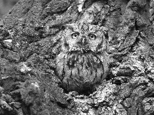 owl, trees, camouflage, hollow