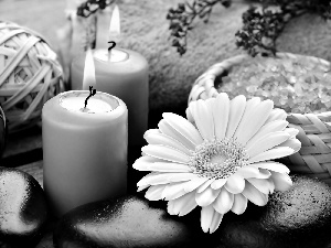 maritime, Spa, Gerbera, salt, composition, Candles, Stones