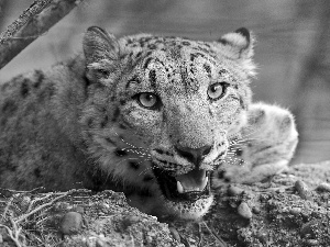 snow leopard, mouth, canines, open