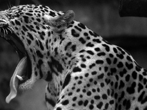 canines, roaring, Leopards