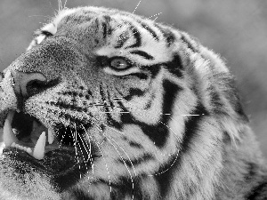 canines, tiger, mouth