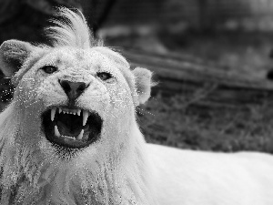 White, bangs, canines, Lion