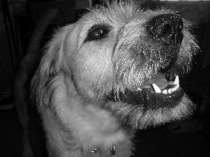 Irish Wolfhound, mouth, canines