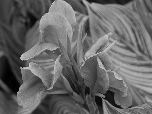 gold, Colourfull Flowers, canna