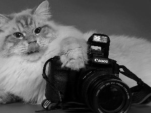 kitten, Camera, Canon, Tounge
