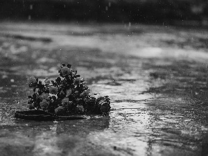 Camera, Red, Canon, Rain, photographic, roses