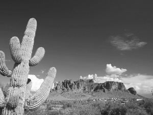 canyon, Cactus, Sky