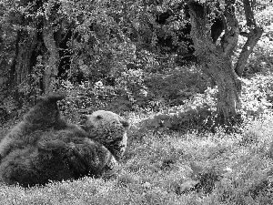 Bear, car in the meadow, forest, brown