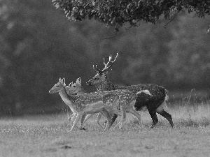 deer, car in the meadow, forest, deer