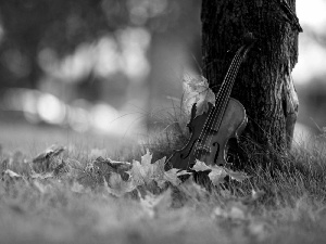 trees, car in the meadow, Leaf, violin