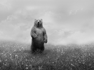 Bear, car in the meadow