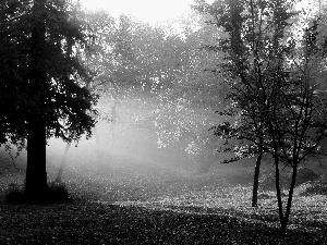 forest, car in the meadow