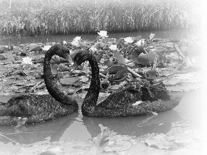 Pond - car, Flowers, Black, Swan, Two cars