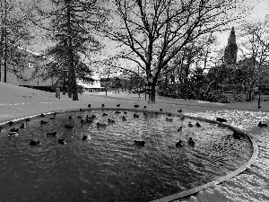 trees, winter, Pond - car, ducks, viewes, Park