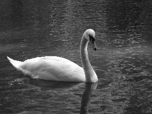 Swans, Pond - car