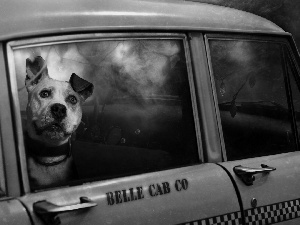 sad, ##, car, dog