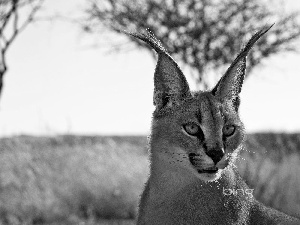 Caracal