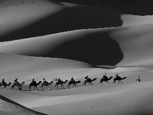 caravan, Desert, Camels