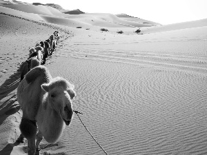 caravan, Camels, Desert