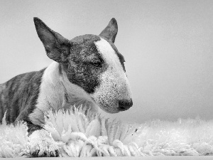 carpet, dog, Bulterier