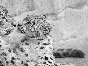 young, snow leopard, Irbisy, Snow Leopards, Two cars