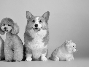 Welsh corgi pembroke, poodle, cats, Dogs, Two cars