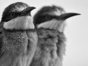 bee-eater, rapprochement, birds, Bee-eaters, Two cars