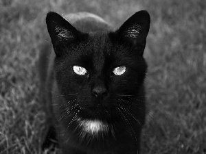 Black, cat