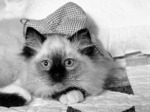 Siamese Cat, Bonnet