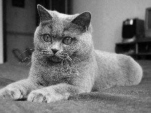 Gray, British Cat