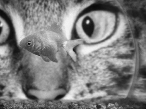 cat, Fish, Eyes
