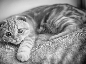 Scottish Fold, ginger, cat