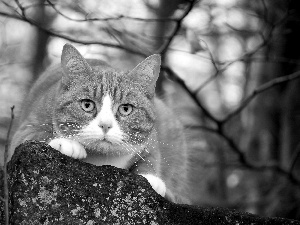 cat, lurking, ginger