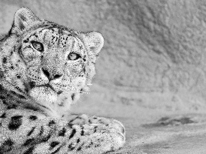 snow leopard, wild, cat, head