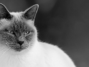 White, Siamese Cat