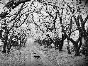 trees, Way, cat, Spring, viewes, flourishing