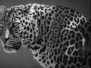 cat, Leopards, wild