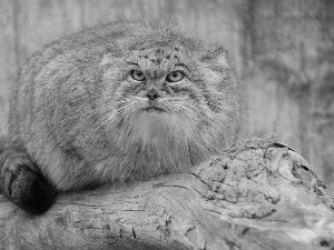 Manul