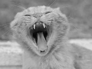 yawning, cat