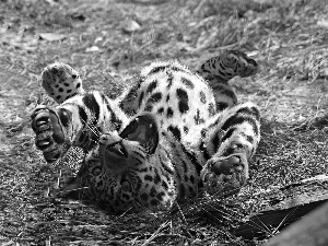 young, wild, cat, Leopards