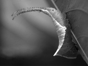 caterpillar, white, Green