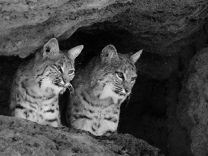 cave, lynx
