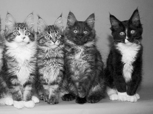 Maine Coon, five, cats