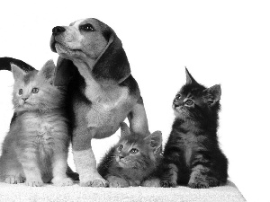 gazing, Three, cats, dog