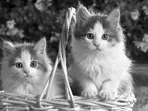 wicker, Two cars, cats, basket