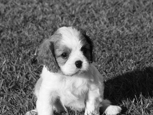 small, Cavalier King Charles spaniel