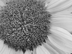 Sunflower, Centre