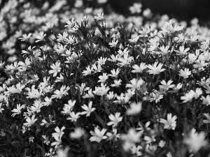 Cerastium, White, Flowers